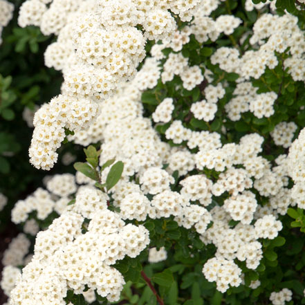 Snowmound-Spirea