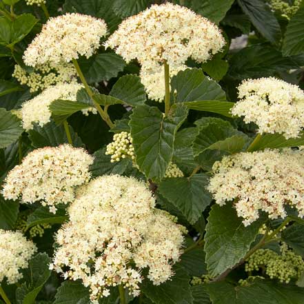 Sparkler® Arrowwood Viburnum