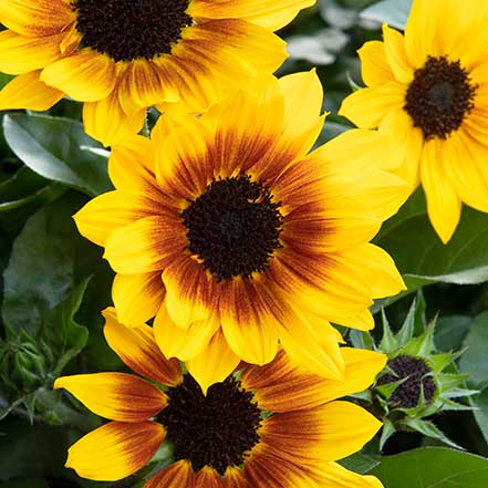 yellow sunflower with brown center