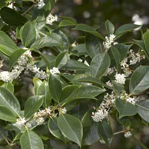 Sweet-Osmanthus_300_1