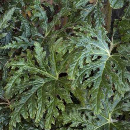 Tectonic™ Eruption Begonia