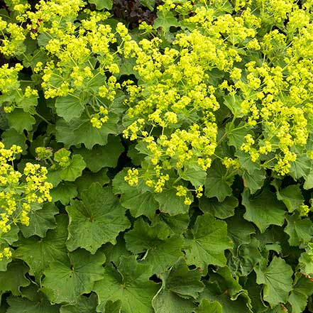 yellow flowers and green leaves of lady's mantles