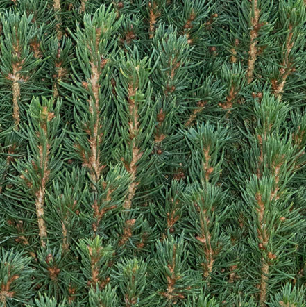 Tiny Tower® Dwarf Alberta Spruce