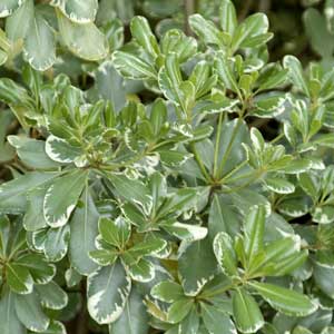 Variegated-Japanese-Pittosporum_300_1