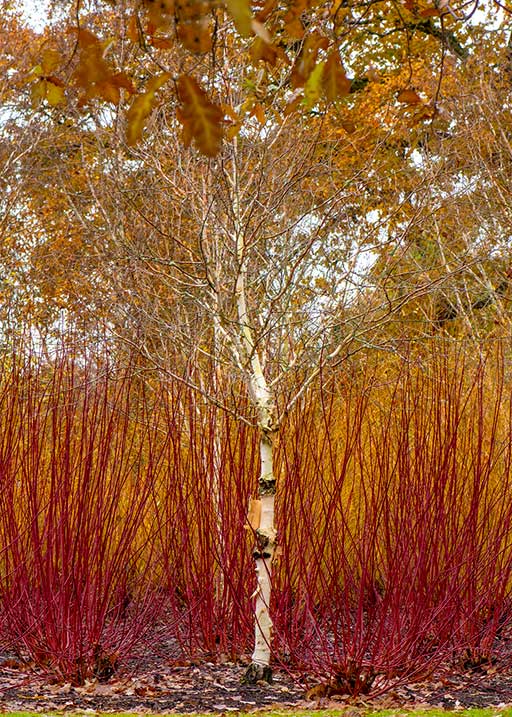 Variegated Red Twig Dogwood and Whitebarked Himalayan Birch