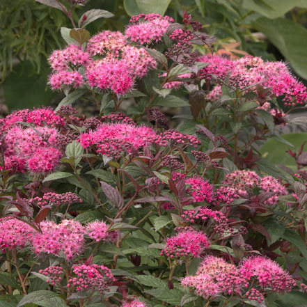 Walberton_s_-Plumtastic-Spirea