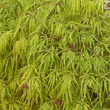 finely textured japanese maple leaves