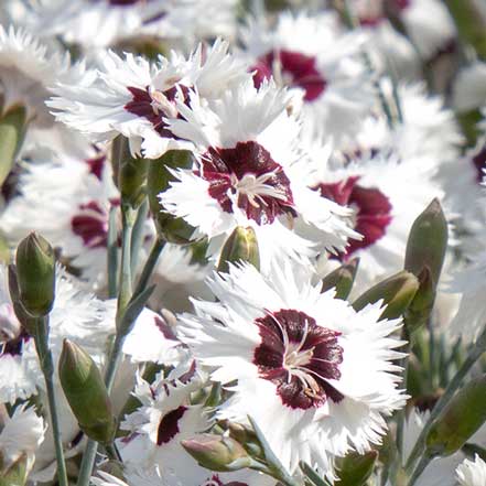 Whetman Stars™ Stargazer Dianthus