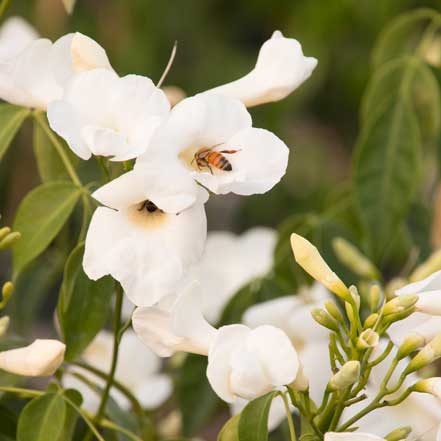 white bower vine flower