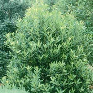 Yellow-Anise-Tree_300_1