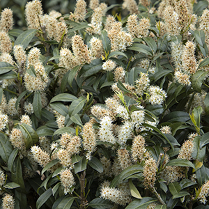 Chestnut Hill Cherry Laurel flowers