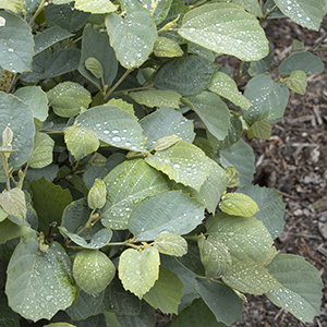 Blue Shadow Fothergilla shrub