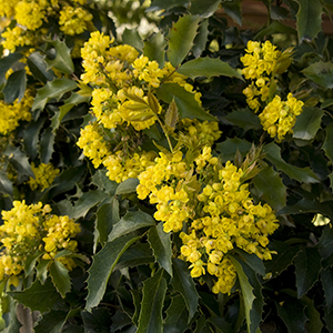 compact oregon grape