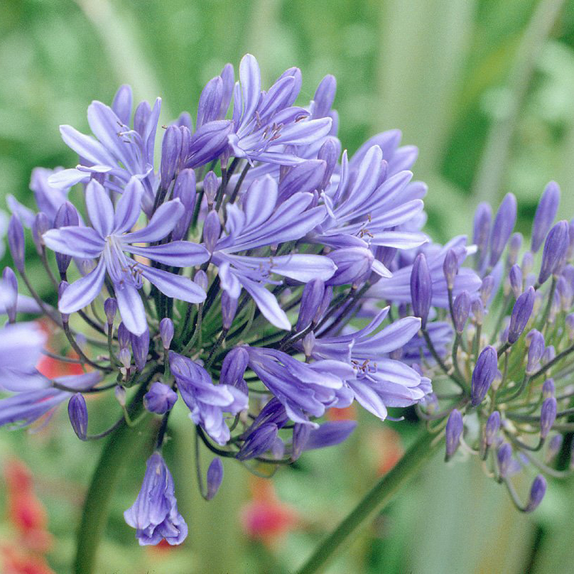 blue agapanthus flowers