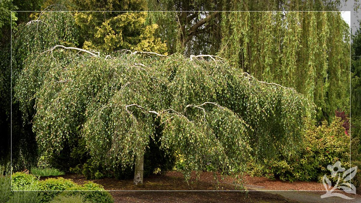 Small Trees to Provide Big Landscape Impact