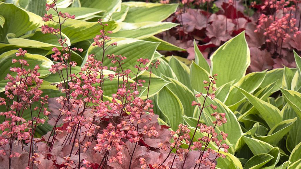 Brighten Your Early Fall Shade Garden with These Plants