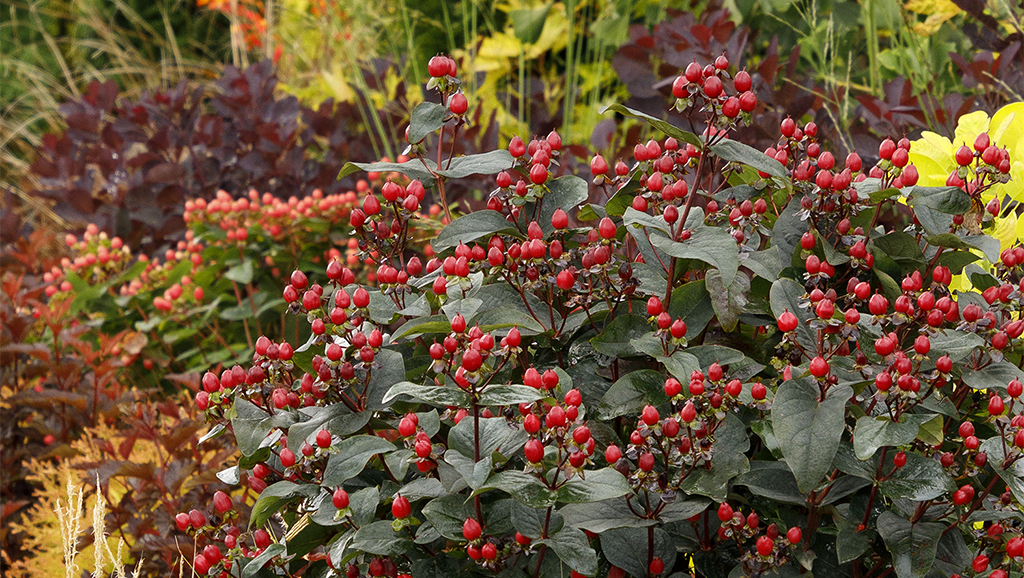 How to Grow St. John's Wort: A Close Look at FloralBerry®