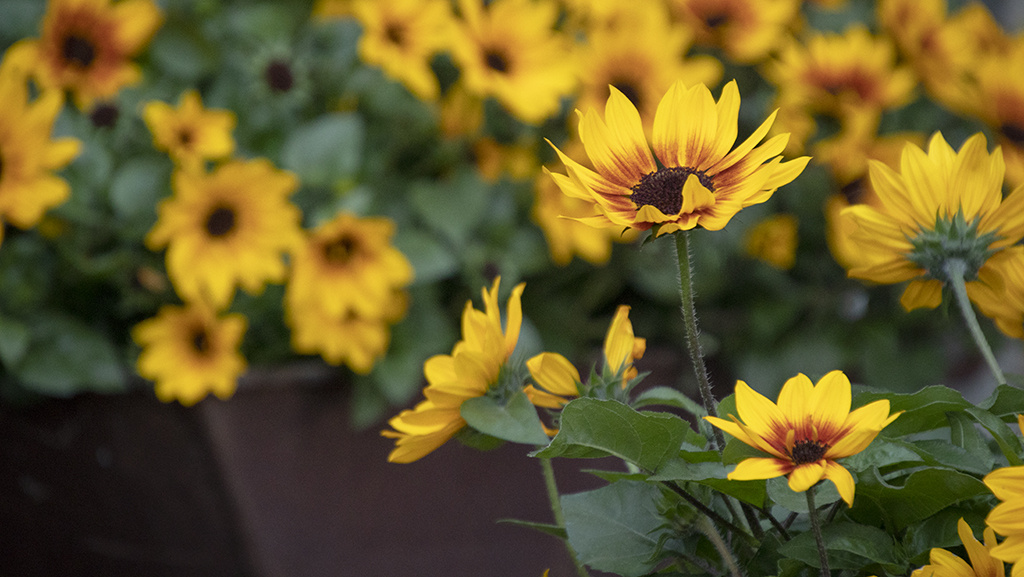 Summer Annuals Cheat Sheet for Choosing and Using these Colorful Plants!