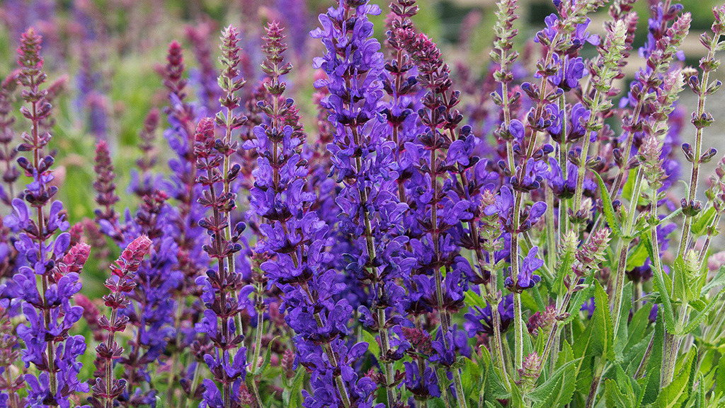 Dark Matter™ Meadow Sage reblooms all summer long with little care or water.