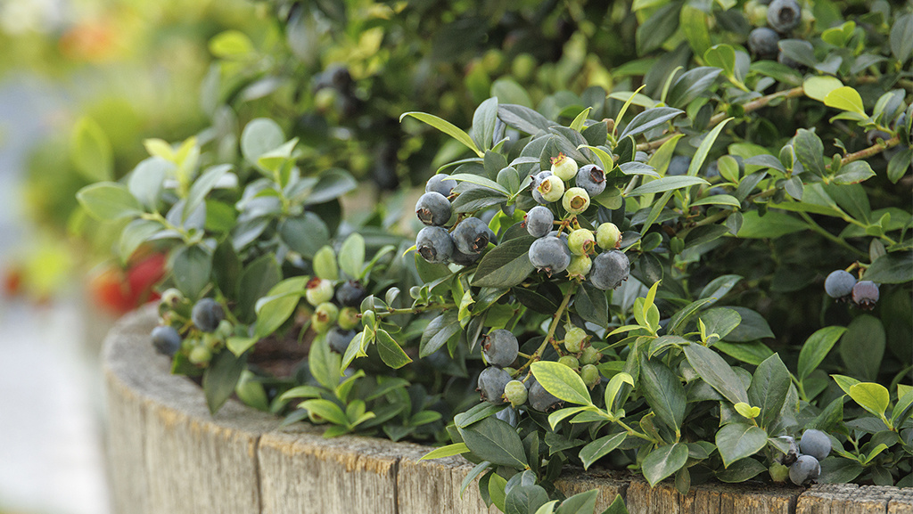 Blueberry Care Guide: How to plant, grow, and care for blueberries 