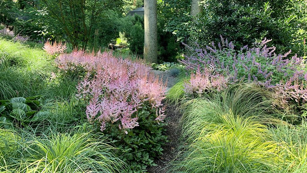 Garden landscape filled with Wonderful Day Astilbe, Bowles Golden Sedge, and True Blue Butterfly Bush.