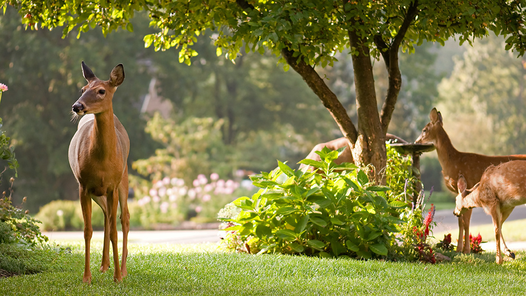 deer in a yard looking for foodple coneflowers in foreground