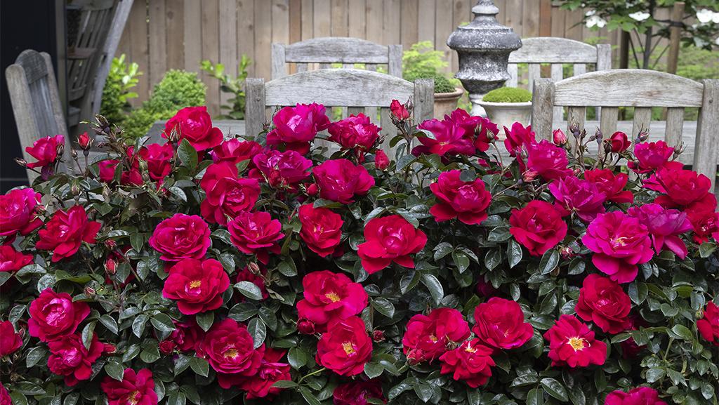 Low-maintenance Grace N' Grit™ Pink Shrub Roses bloom all summer long with little care.