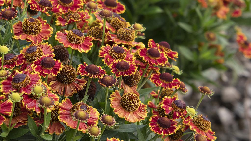 Late Summer and Fall-Blooming Perennials for Long-Lasting Color