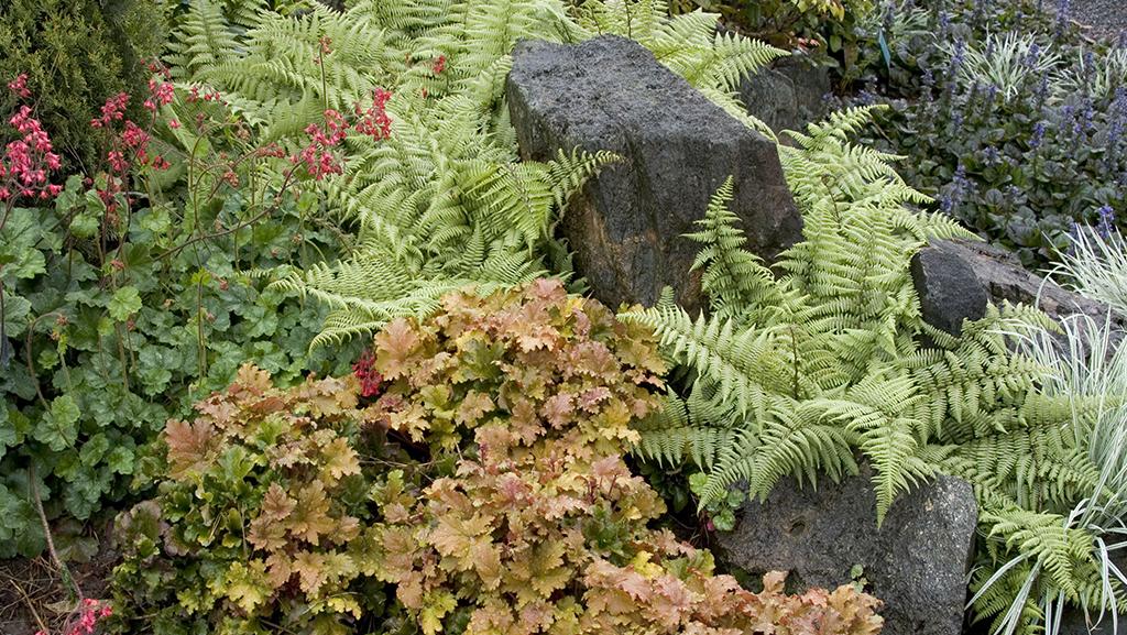 Coral bells, ghost fern, and ajuga can thrive in drier shade conditions.