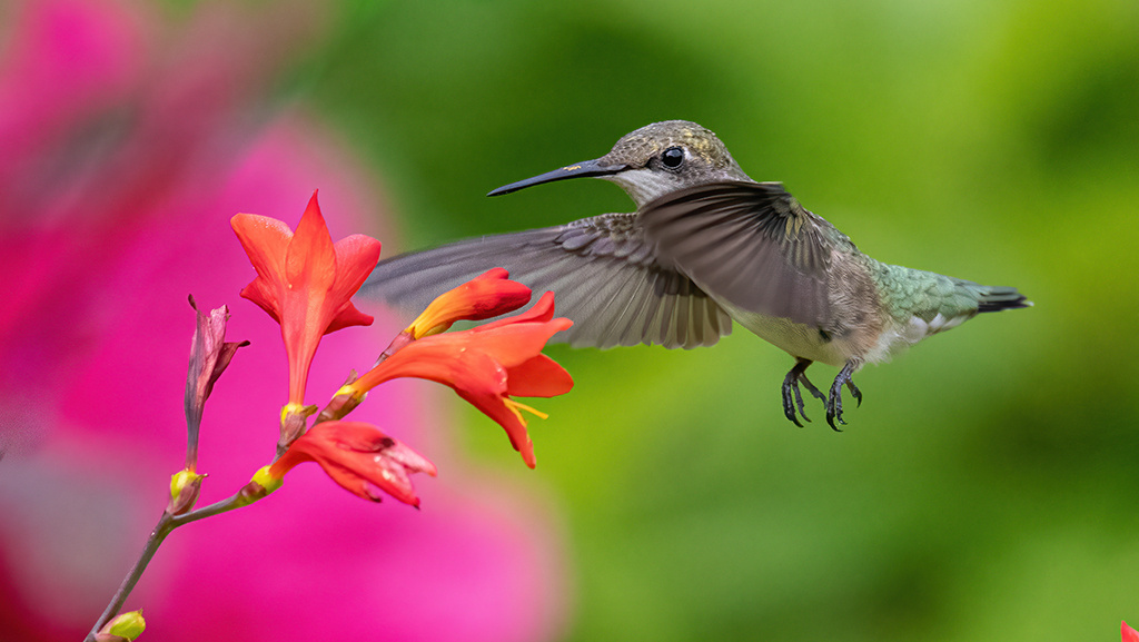 Hummingbirds love bright, tubular flowers like this vivid orange montbretia flower