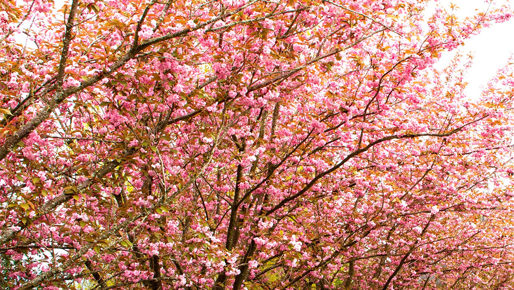 Kwanzan flowering cherry tree has prolific pink flowers that bloom in early spring.