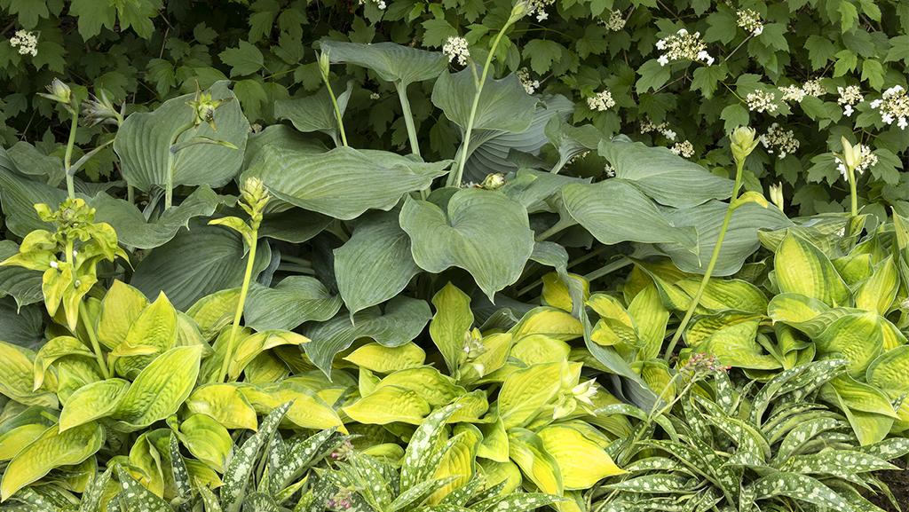 Blue Angel Hosta and Paradigm Hosta are combined with Raspberry Splash Lungwort in this striking shady border.