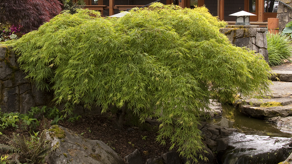 Make an Impact with These Unusual Types of Japanese Maples 