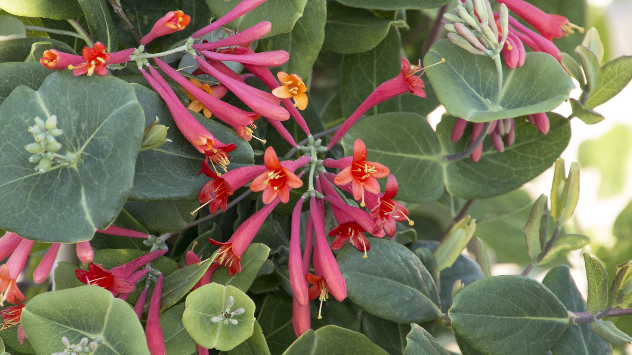 Major Wheeler Coral Honeysuckle
