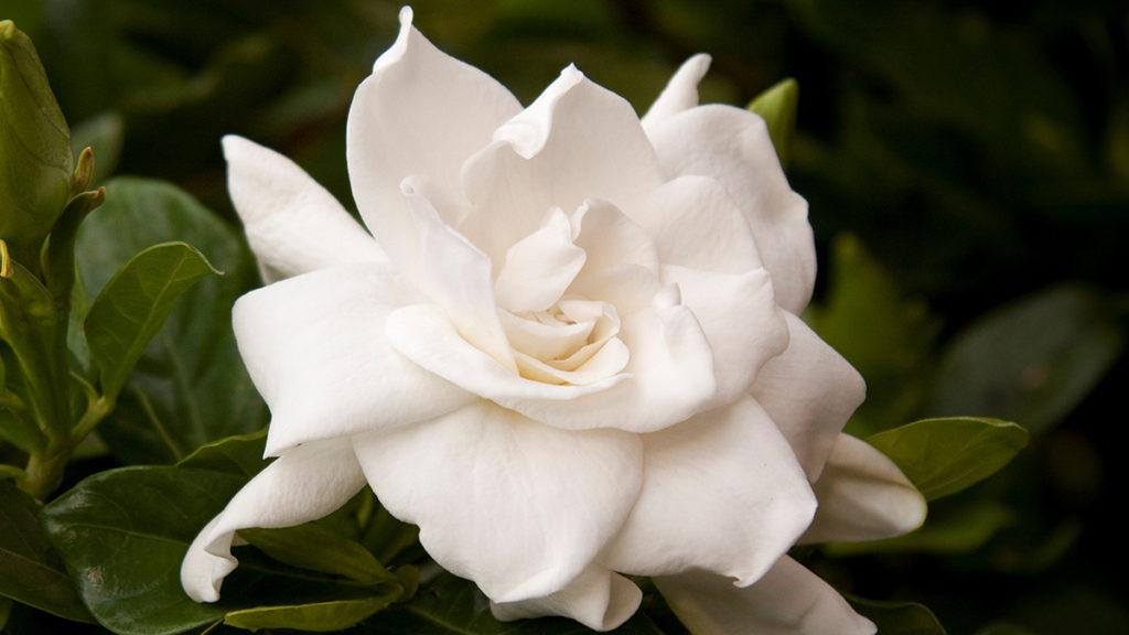 3 Gardenias to Add Romance to the Garden