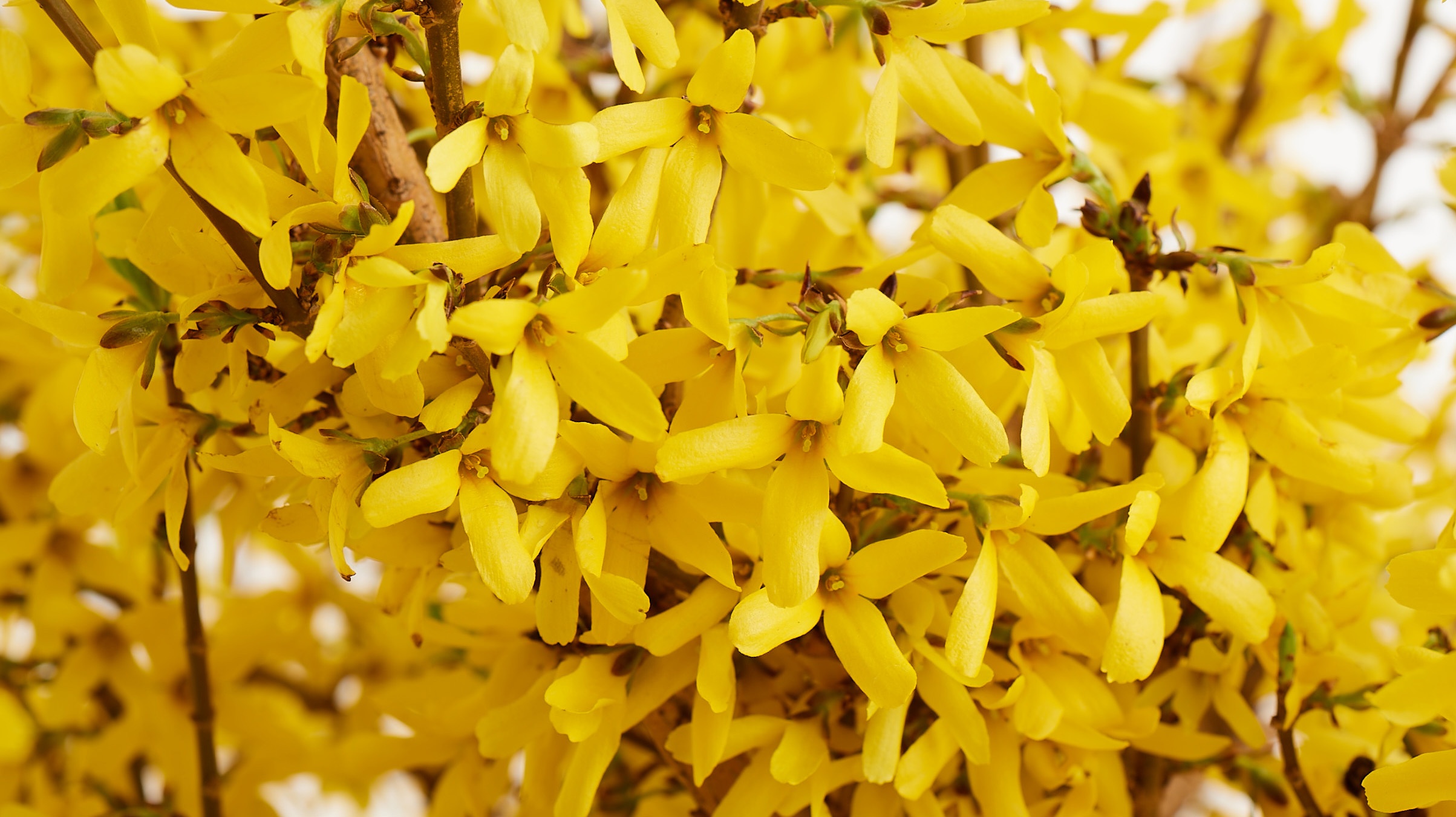 Springshine® Forsythia
