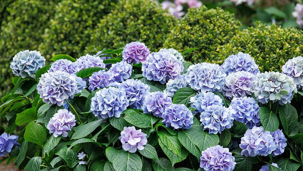 Hydrangea Care Guide: Expert tips for growing confidently