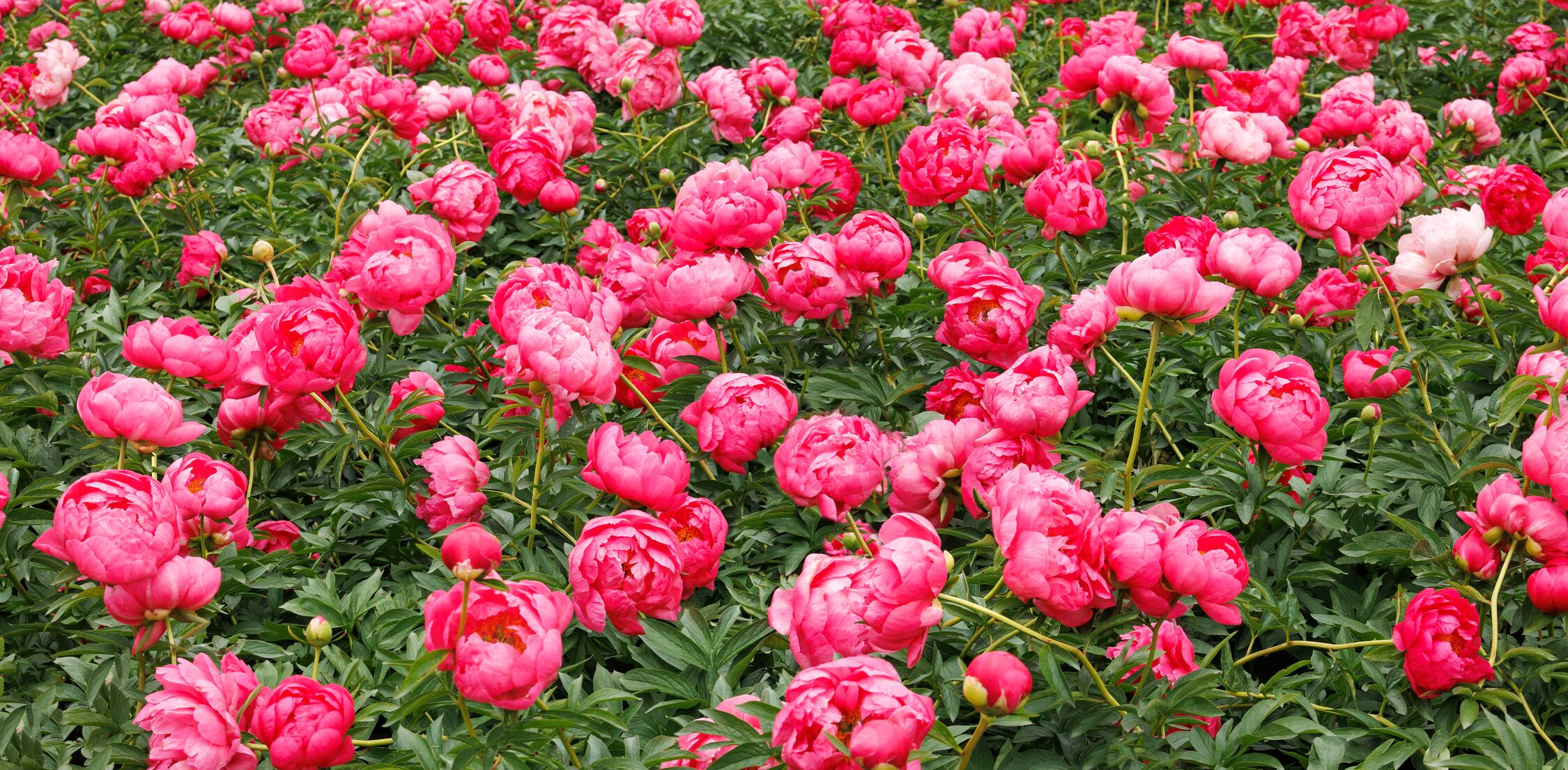 How to Choose the Perfect Types of Peonies for Your Garden