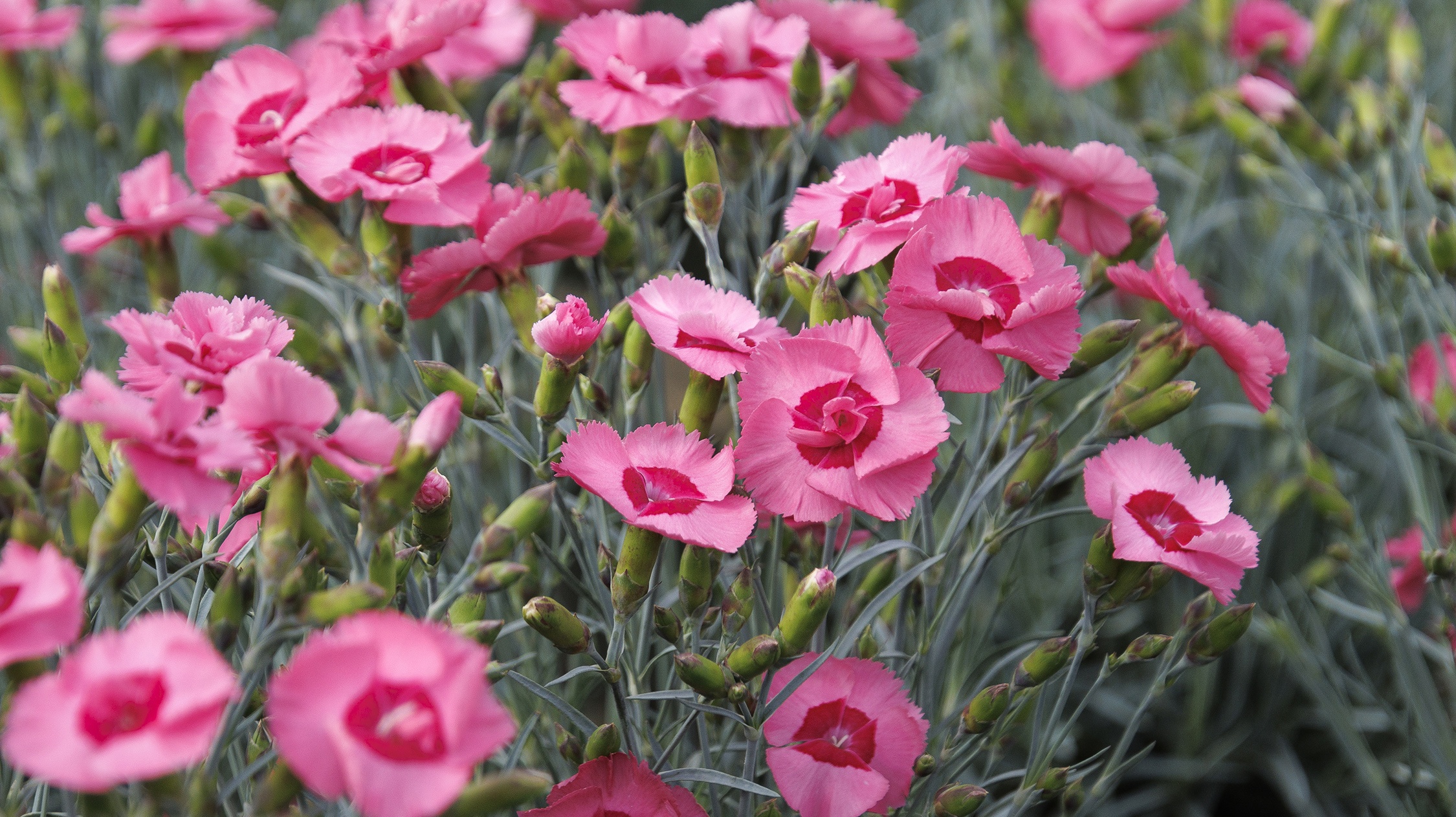 Easter Blooms: Beautiful Plants for Gifts and Décor