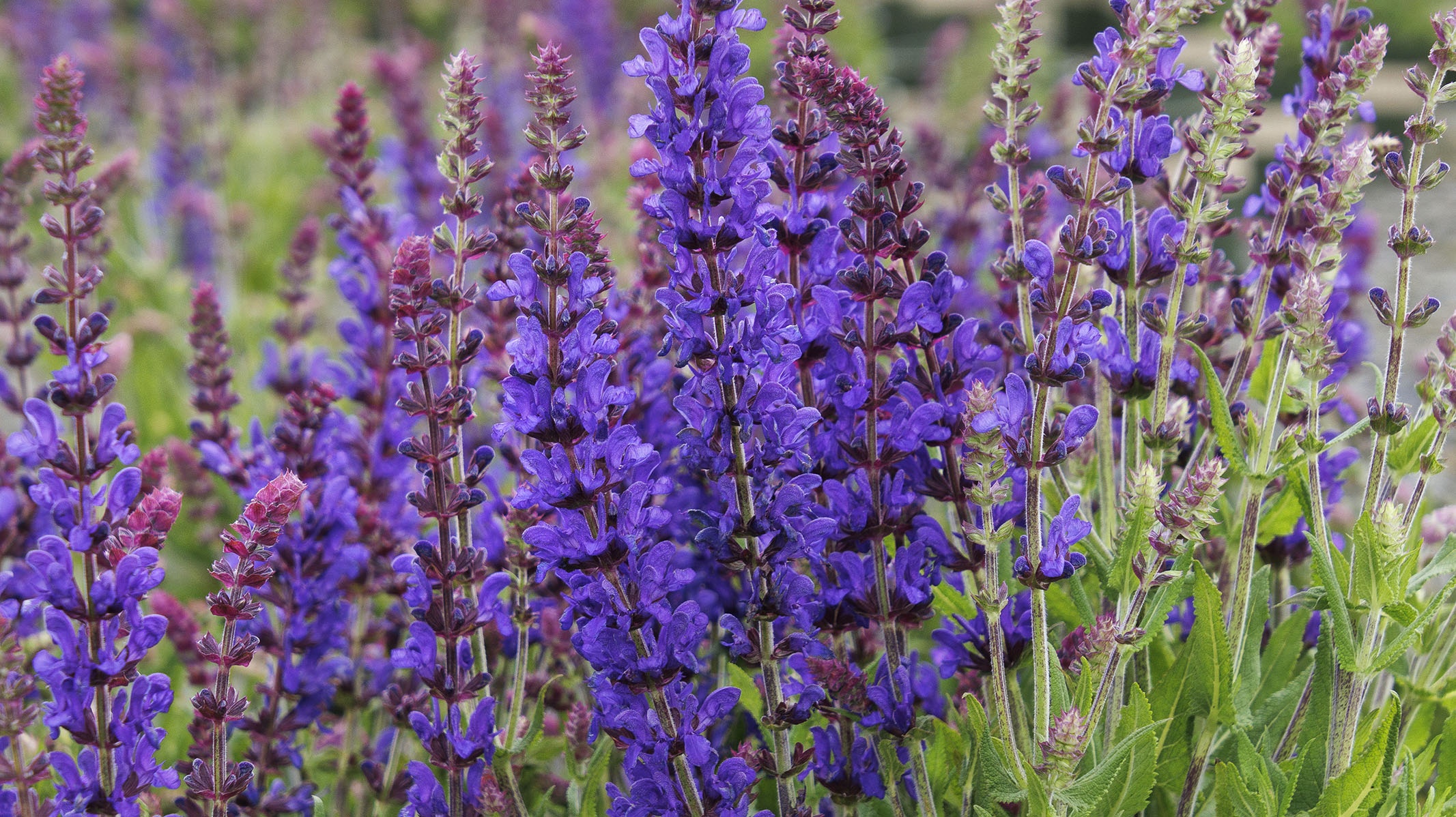Dark Matter™ Meadow Sage
