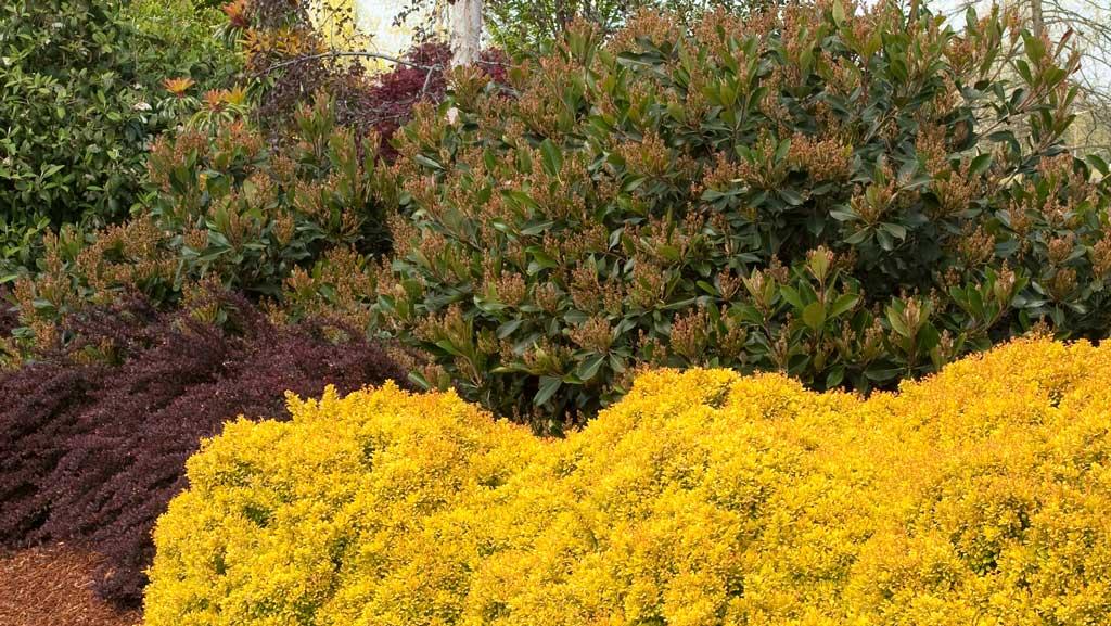 Growing Gold: Light up your landscape with yellow trees and shrubs