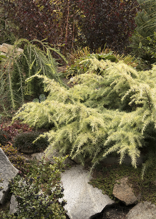 Feelin Sunny Deodar Cedar in landscape above retaining wall