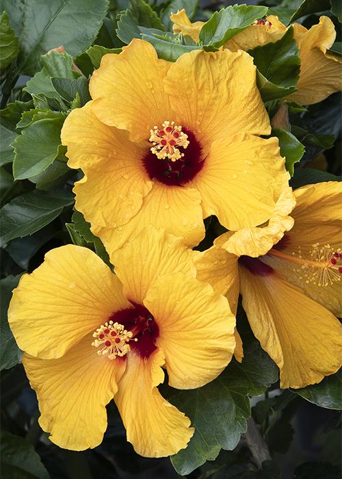 Your Complete Hibiscus Care Guide
