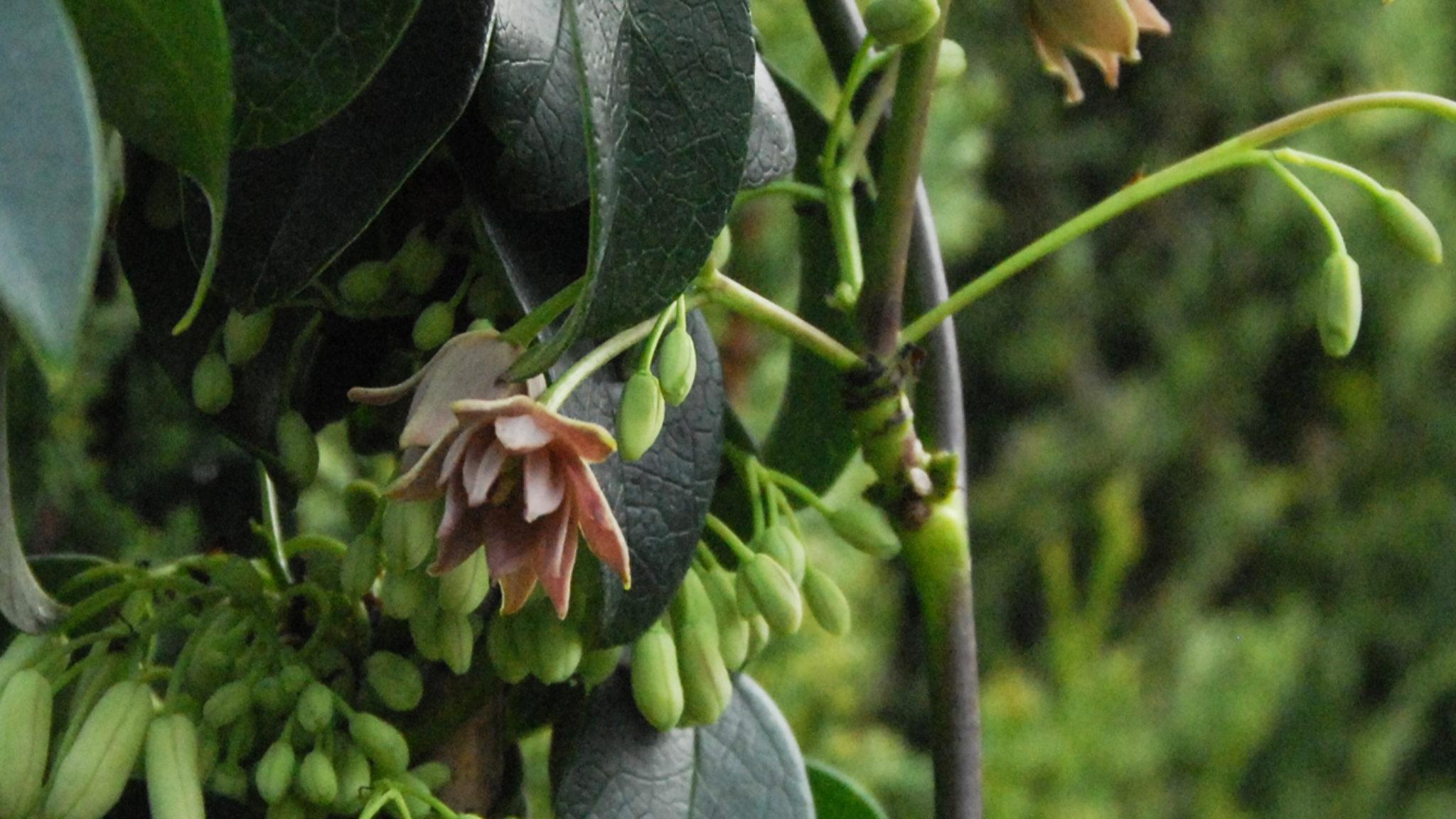 10 Global Finds from Plant Explorer Dan Hinkley