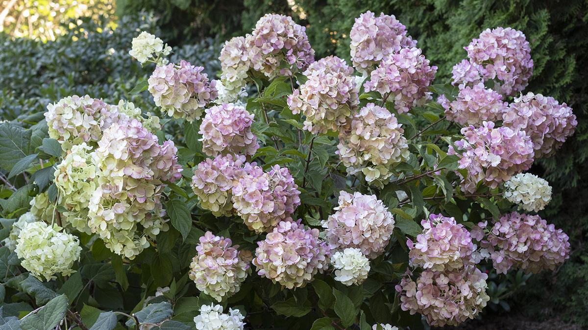 Plants that Add 6 Months of Color to Your Garden