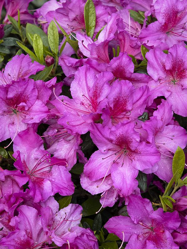 Close-up of Double Shot Grape Azalea flowers.