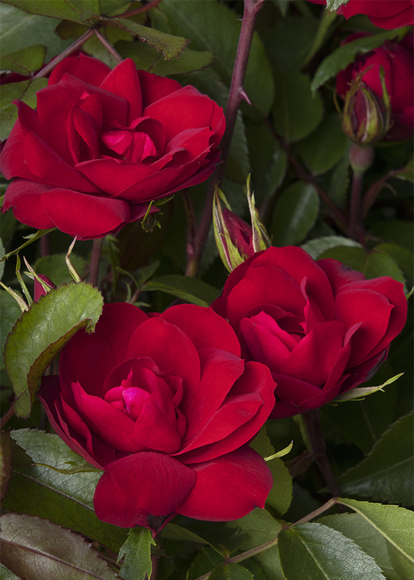 Red roses send a message of romantic love and respect to your partner.