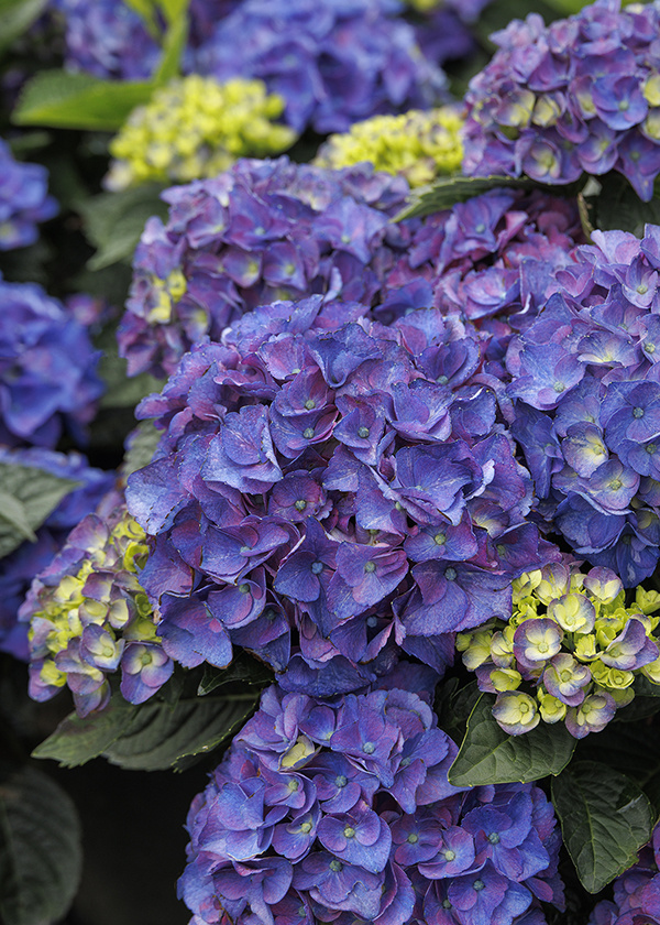 Refresh Your Garden Webinar