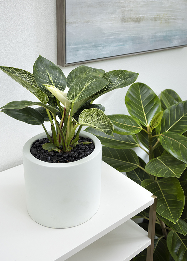 15 Favorite Low Maintenance Indoor Plants 