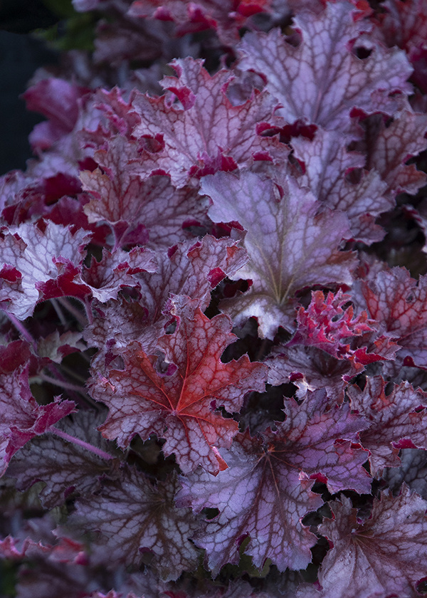 10 Coral Bells to Spice-Up the Shade Garden